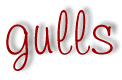 gulls
