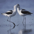 American avocets