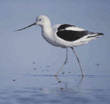American avocet