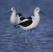 American avocets
