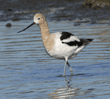 American avocet walking in water