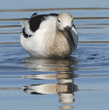 American avocet in water