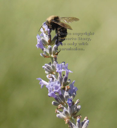 bumblebee at top of lavender stalk
