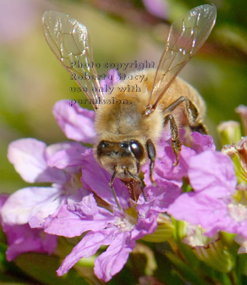 honeybee getting nectar from a cuphea blossom