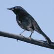 brewer's blackbird