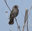 red-winged blackbird