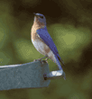 eastern bluebird