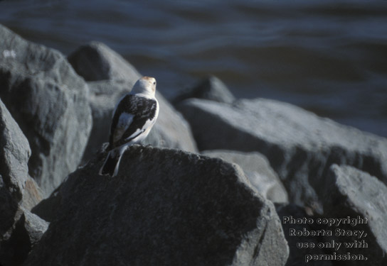 snow bunting