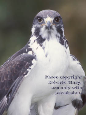Augur buzzard