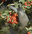 cedar waxwing upside down on pyracantha plant