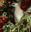 cedar waxwing perched on pyracantha branch