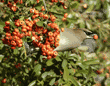 cedar waxwing holding a pyracantha berry in its bill