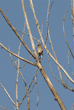 cedar waxwing in distant tree