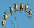 seven cedar waxwings on the top branch of a tree