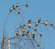 cedar waxwings on white birch tree
