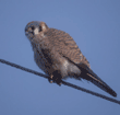 American kestrel