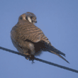 American kestrel