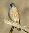 American kestrel