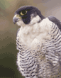 peregrine falcon