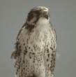 prairie falcon