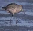 marbled godwits