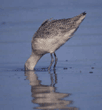marbled godwits