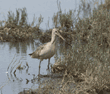marbled godwits