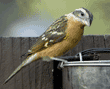 female black-headed grosbeak at feeder