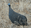 helmeted guineafowl