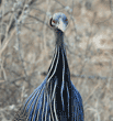 vulturine guineafowl