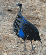 vulturine guineafowl