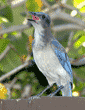 young western scrub jay