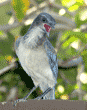 young western scrub jay