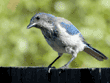 western scrub jay