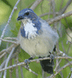 scrub jay in tree
