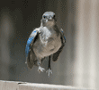 scrub jay baby running on retaining wall before taking off on its first flight