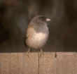 dark-eyed junco