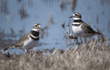 killdeer