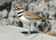 killdeer adult