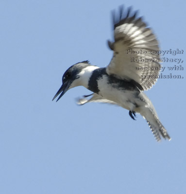 hovering belted kingfisher, male