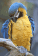 blue-and-yellow macaw
