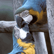 blue-and-yellow macaws