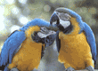 blue-and-yellow macaws
