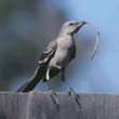 northern mockingbird