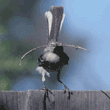 northern mockingbird