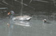 common moorhen adult and chick