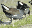 common moorhens