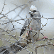 white-headed mousebird