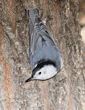 white-breasted nuthatch