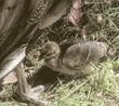 peafowl chick